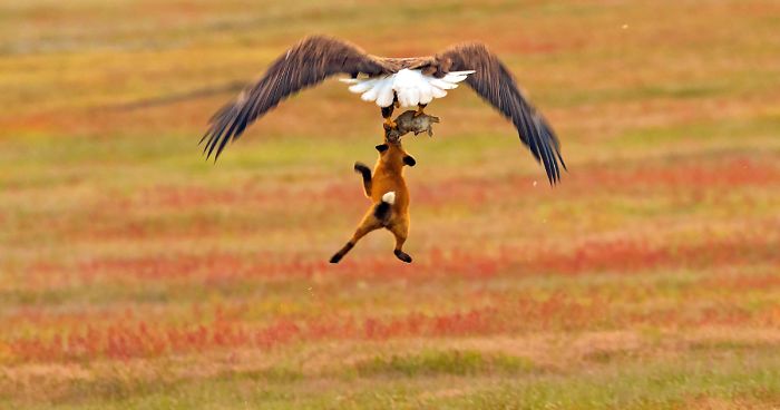 Photographer Shoots Epic Battle Between Fox And Eagle Over Rabbit, And ...