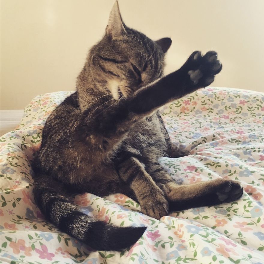 Cat's Therapy