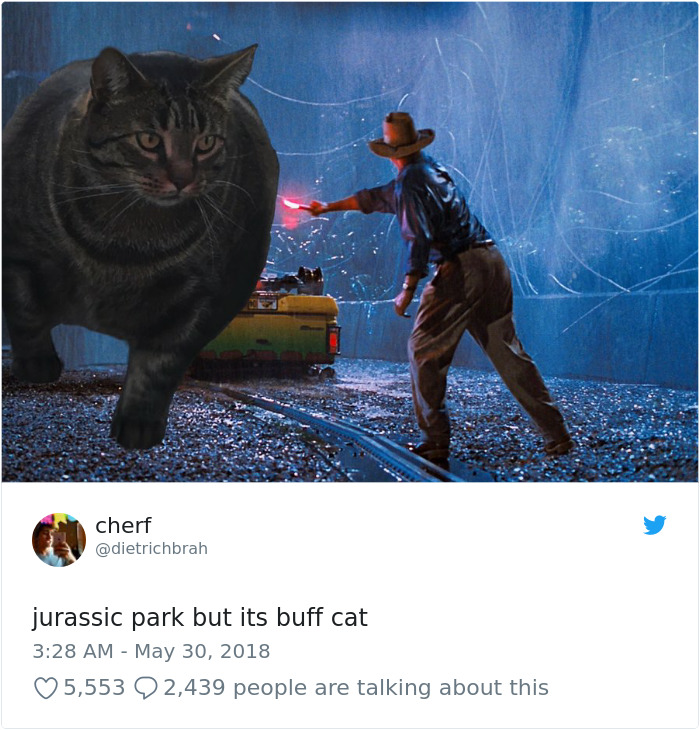 Insanely Muscular Cat Conquers The Internet And The Memes Are Hilarious