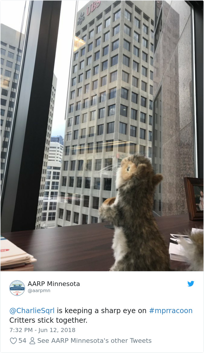 Internet Holds Its Breath As Raccoon Climbs A Skyscraper, And It Gets Scarier And Scarier With Every Pic