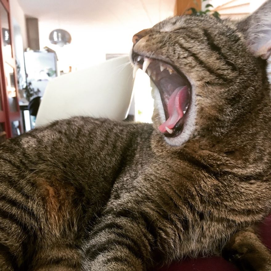 Cat's Therapy