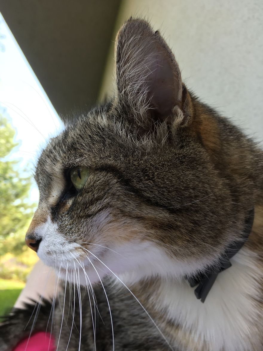 Cat's Therapy