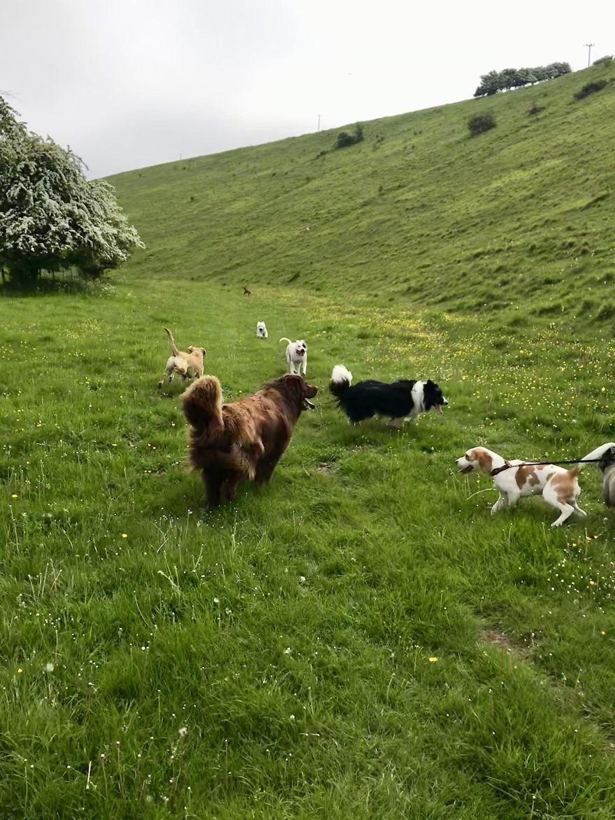 We Took Our Daycare Dogs On A School Trip