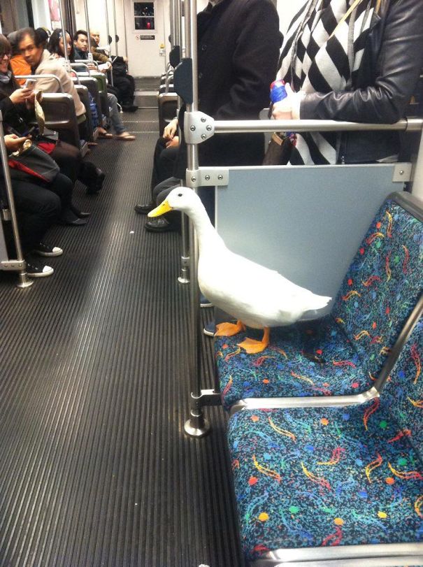 I Saw A Duck On The Train Man. It Was Too Much Man