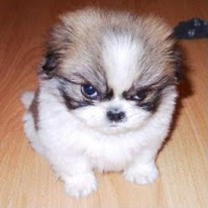 mamihashimoto avatar