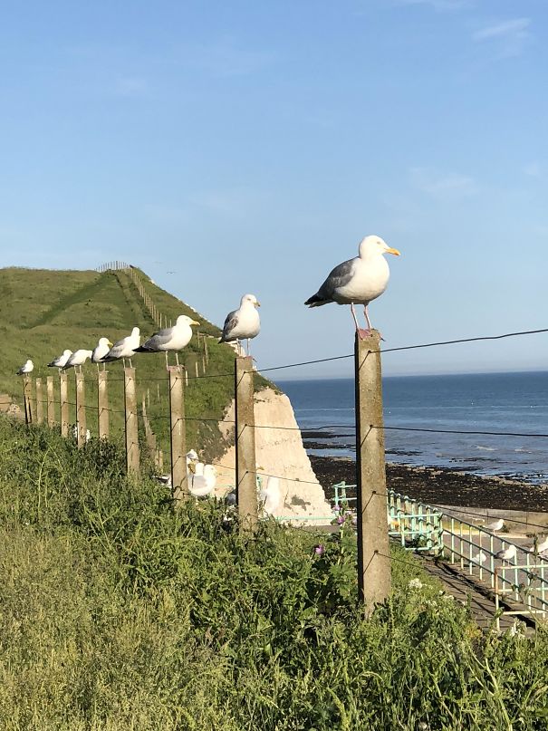 These Nicely Arranged Seagulls