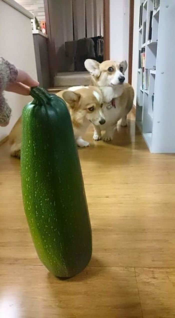 Harvested This Giant Zucchini, Frightened Corgi's For Scale