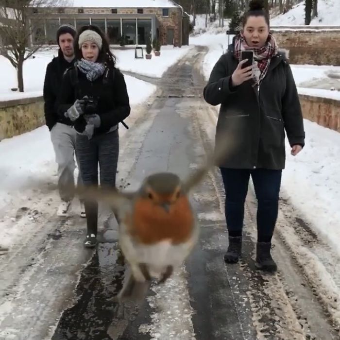 Birdie-Bomb