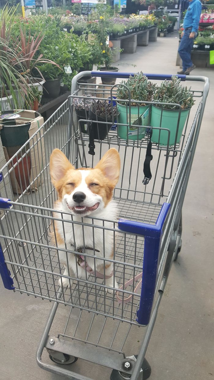 I Think She Likes Succulent Shopping With Me