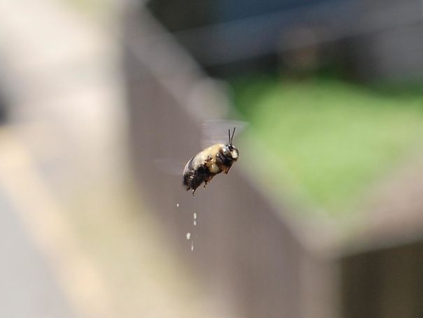 Bee Pooping Mid-Flight