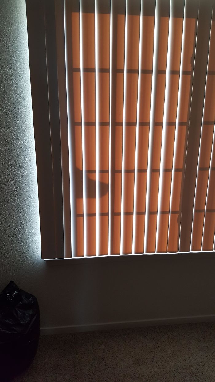 This Shadow On My Third Floor Apartment's Window Looks Like A Lab Just Sneaking A Peak