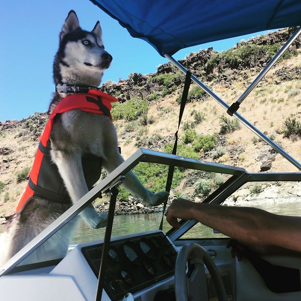 Lola’s First Boat Ride And Skippering - Facing Wrong Direction And Blocking The Captains View But She Nailed It Otherwise