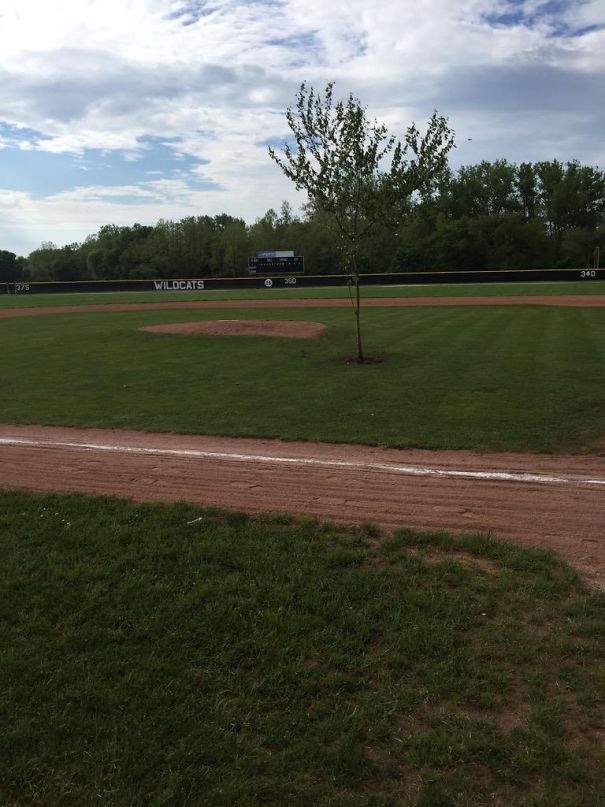 High School Pranksters In Ohio Planted A Tree In The Middle Of The Baseball Field