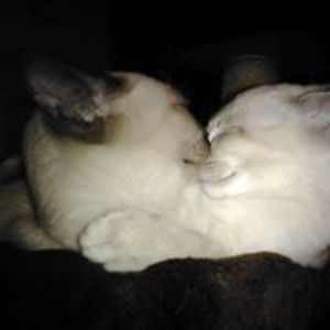 lisa_willow_25 avatar