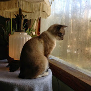 danielledbetter avatar