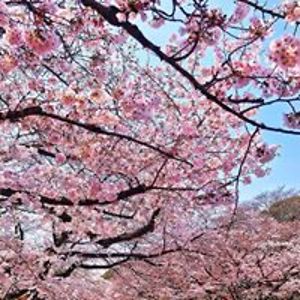 melanie-verhoeven1 avatar