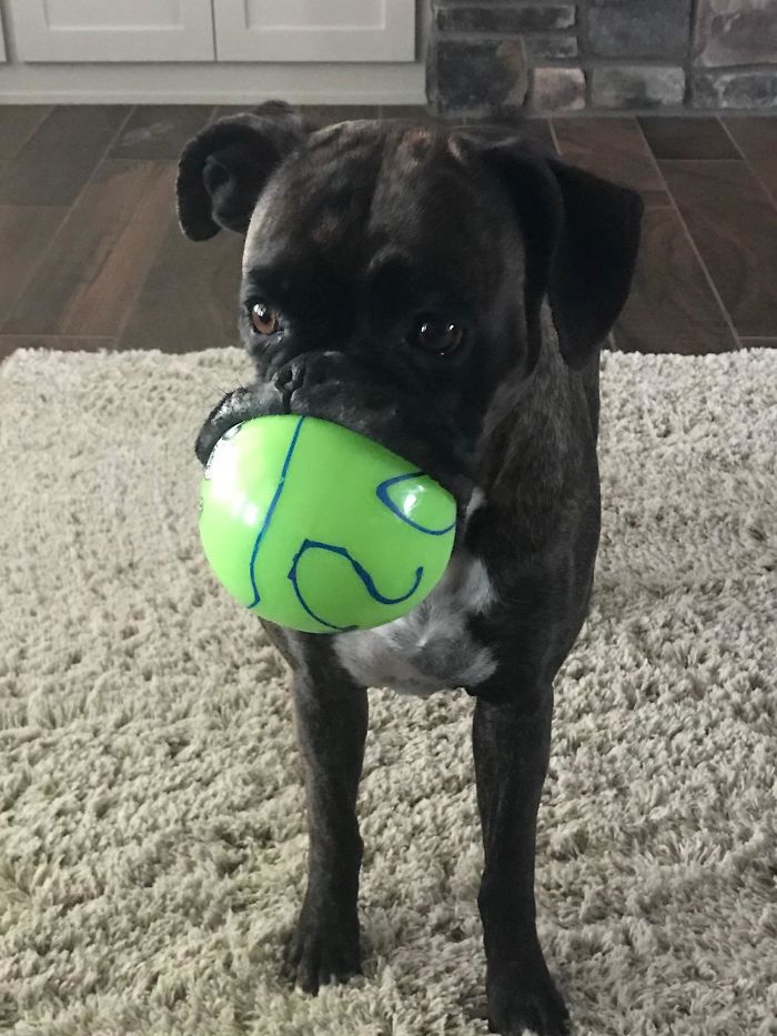 My Parents Boxer With Her Favorite Ball