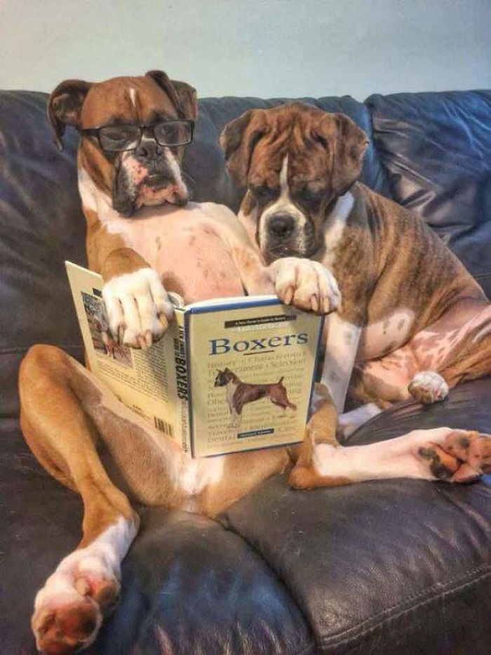 Boxers Reading About Boxers