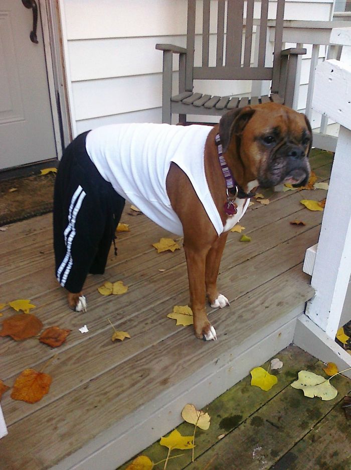 I Told My Wife I Want Our Boxer To Look Tough. I Think She Nailed It