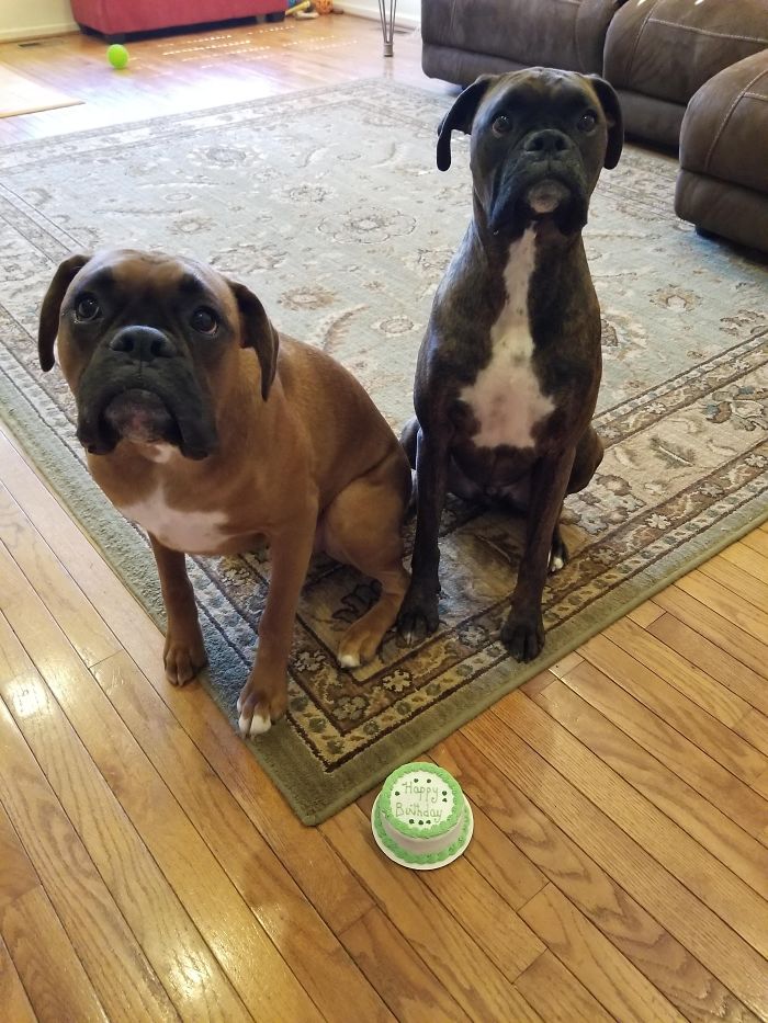 These Are The Faces You Get When You Put The Birthday Cake On The Ground But Say "Leave It"