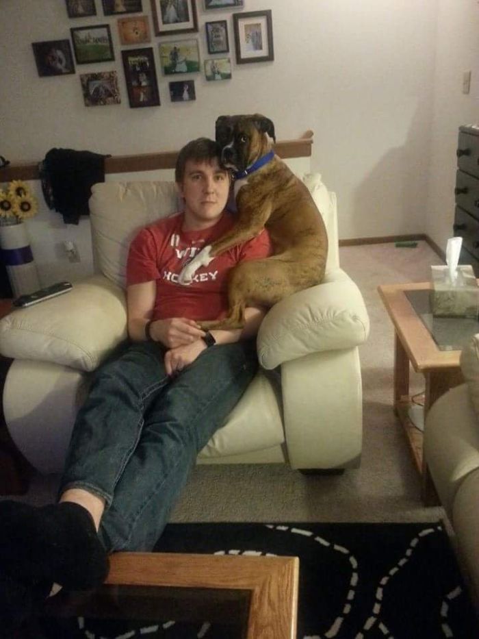 Who Needs A Parrot When You Have A Boxer