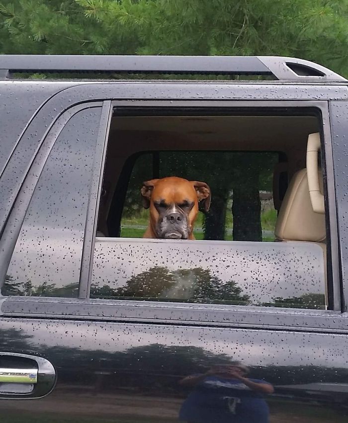 My Friend's Dog Is Not Happy About Leaving The Dog Park Early