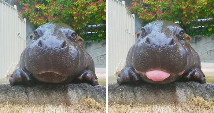 175 Of The Most Adorable Animal Mlems