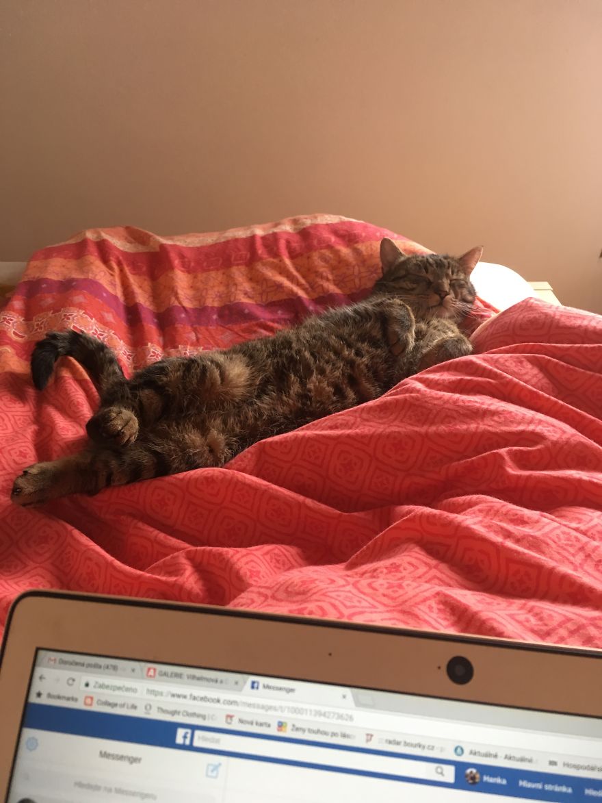 Cat's Therapy