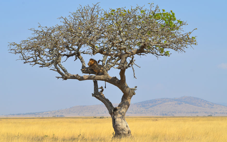 African Safari