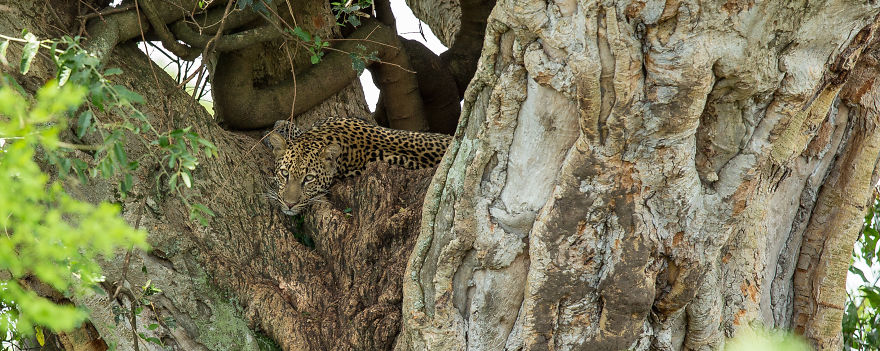 African Safari