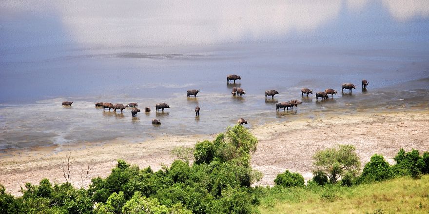 African Safari