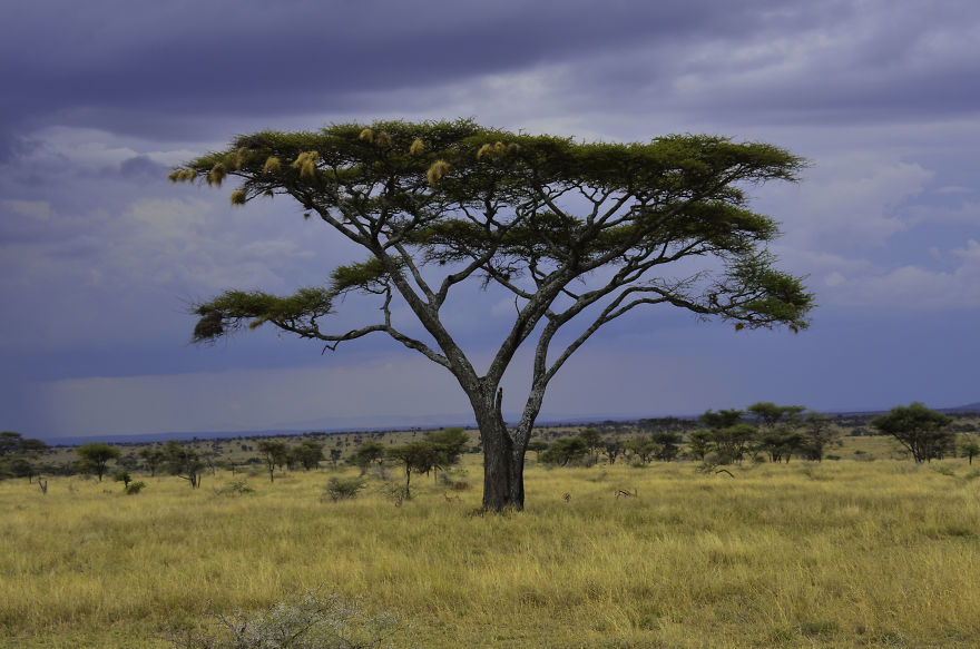 African Safari