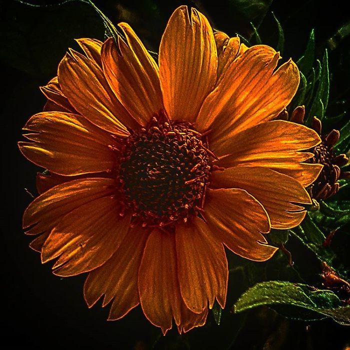 An Amateur Photographer From Kiev Creates Amazing Photos Of Plants Using A Smartphone
