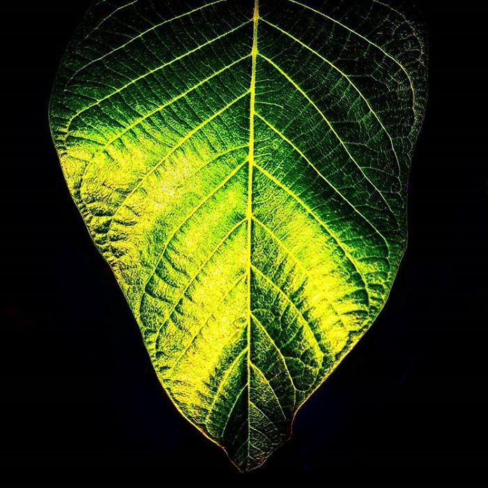 An Amateur Photographer From Kiev Creates Amazing Photos Of Plants Using A Smartphone
