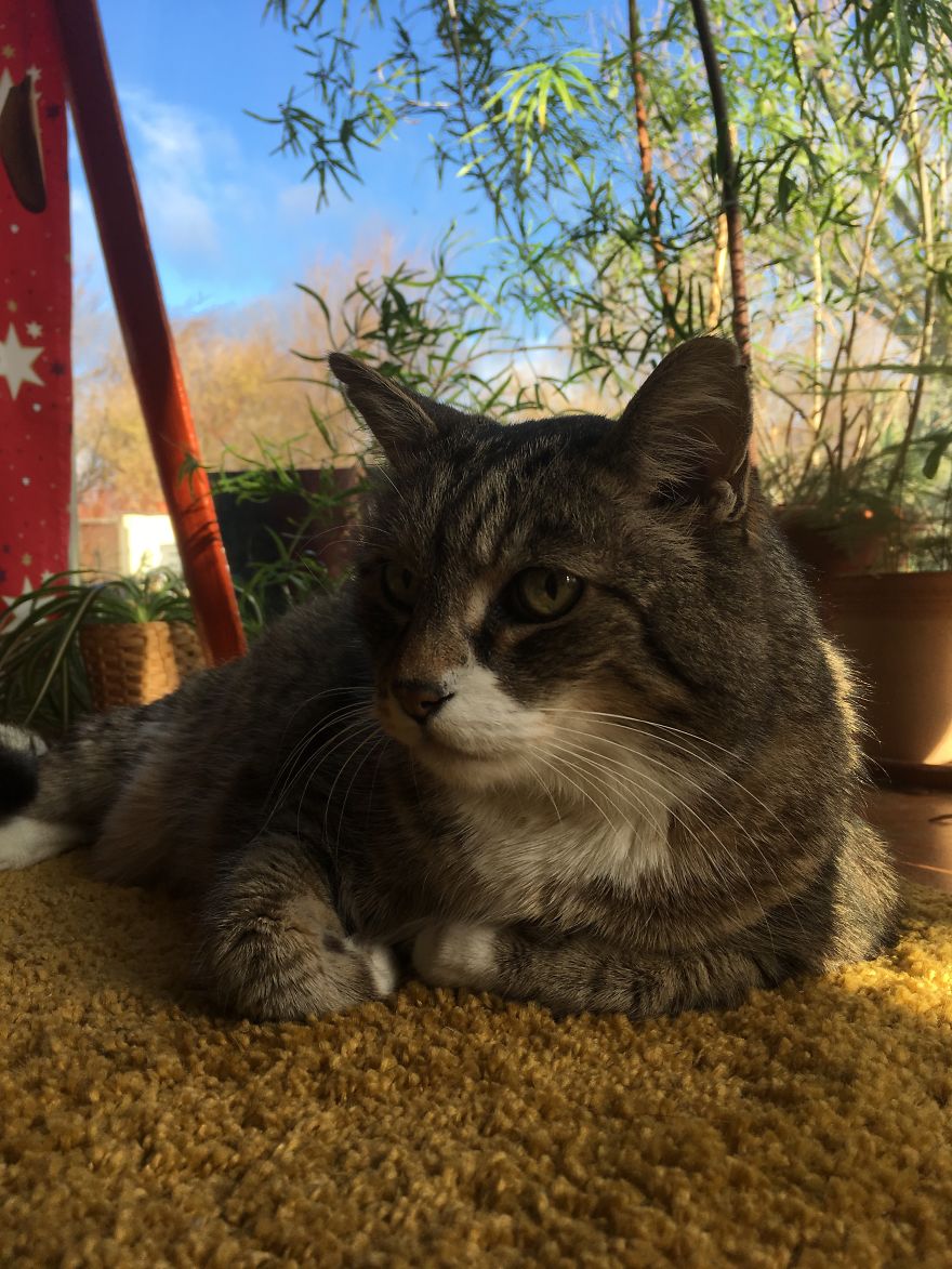Cat's Therapy