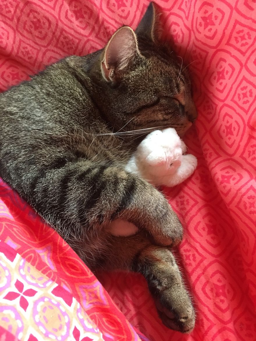 Cat's Therapy