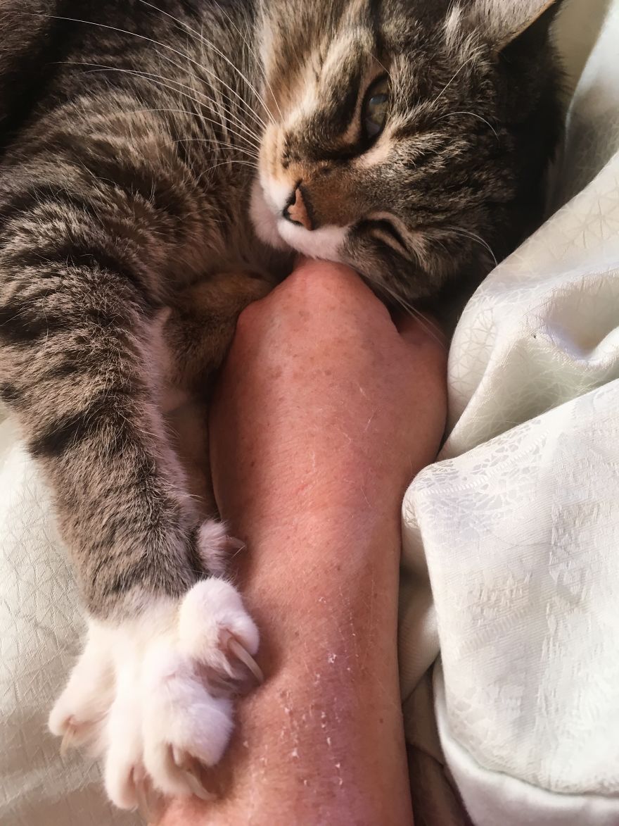 Cat's Therapy