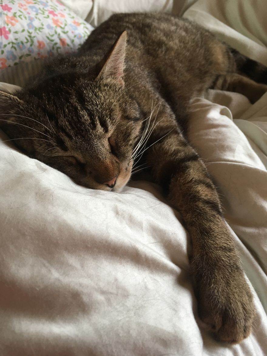 Cat's Therapy