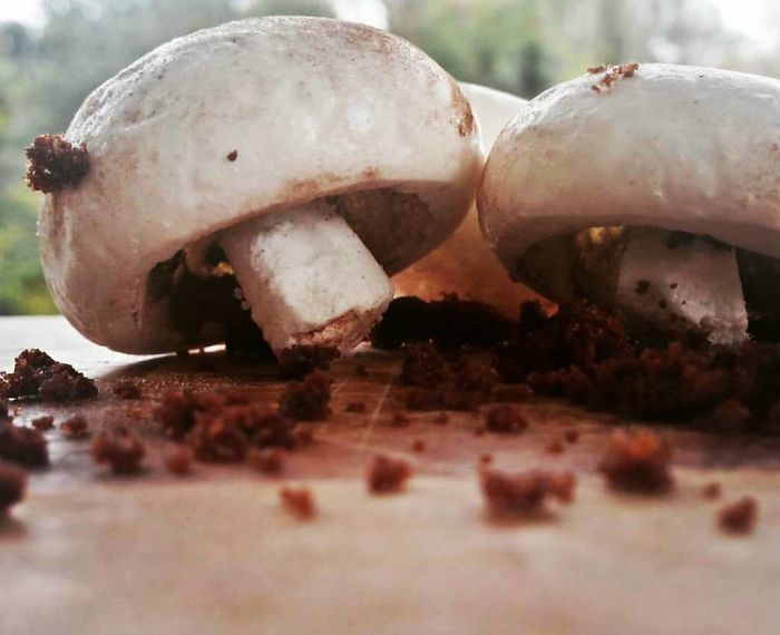 Coconut Meringue Mushrooms...
