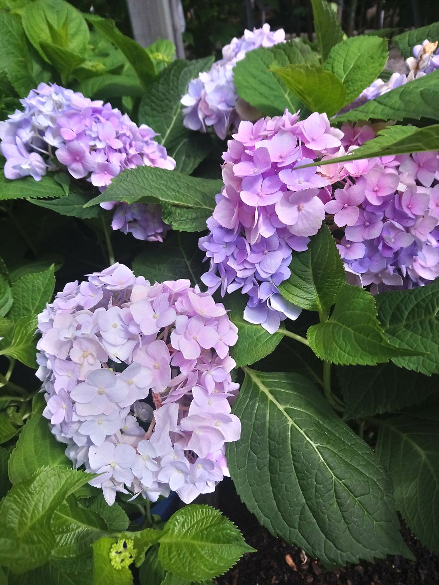 I Visited A Big Garden And Flower Shop Where I Photografed The Plants. Can't Say That I'm Not Happy With The Results-