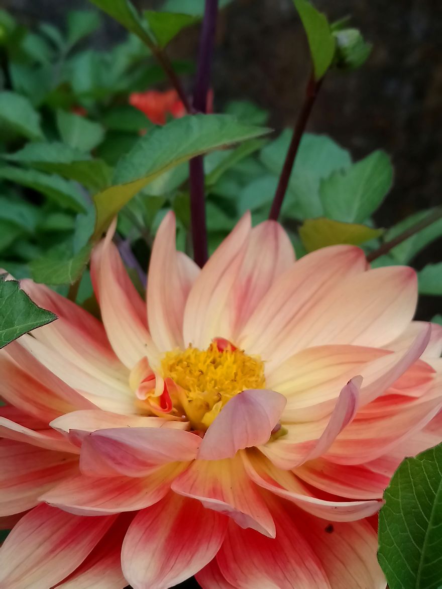 I Visited A Big Garden And Flower Shop Where I Photografed The Plants. Can't Say That I'm Not Happy With The Results-