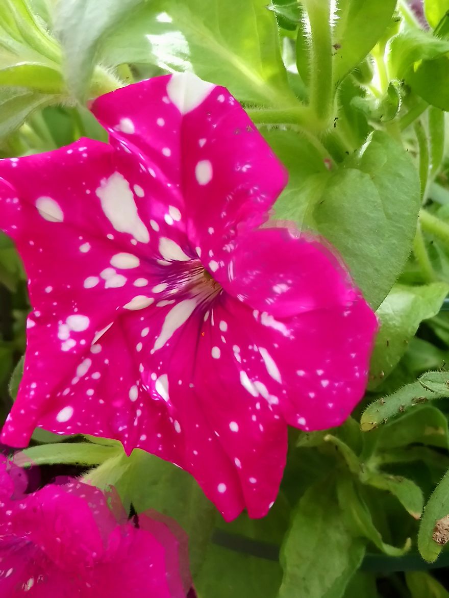 I Visited A Big Garden And Flower Shop Where I Photografed The Plants. Can't Say That I'm Not Happy With The Results-