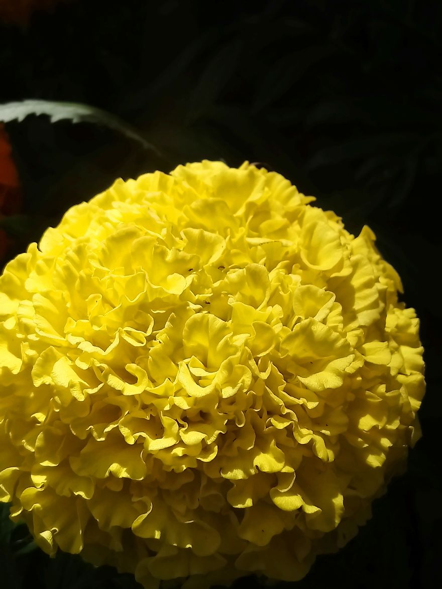 I Visited A Big Garden And Flower Shop Where I Photografed The Plants. Can't Say That I'm Not Happy With The Results-