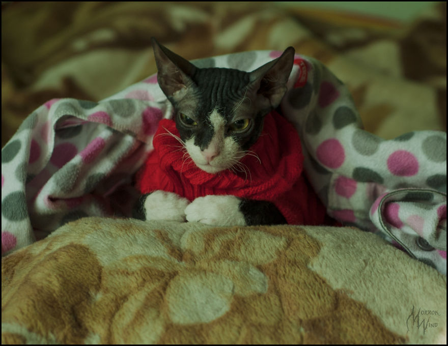 Sphynx From Russia Waits For Warmer Times