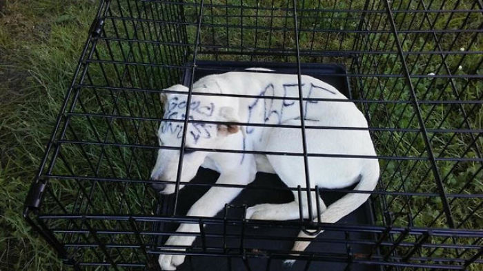 This Abandoned Dog Was Found Locked In A Cage At A Park, But It's Not The Worst Part Of Her Story