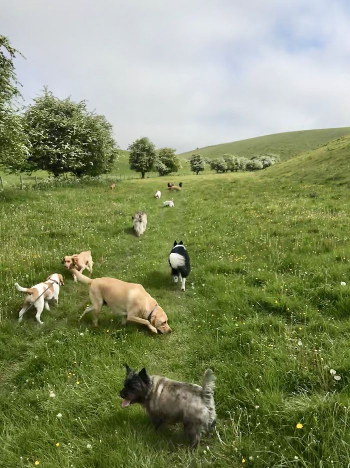 We Took Our Daycare Dogs On A School Trip
