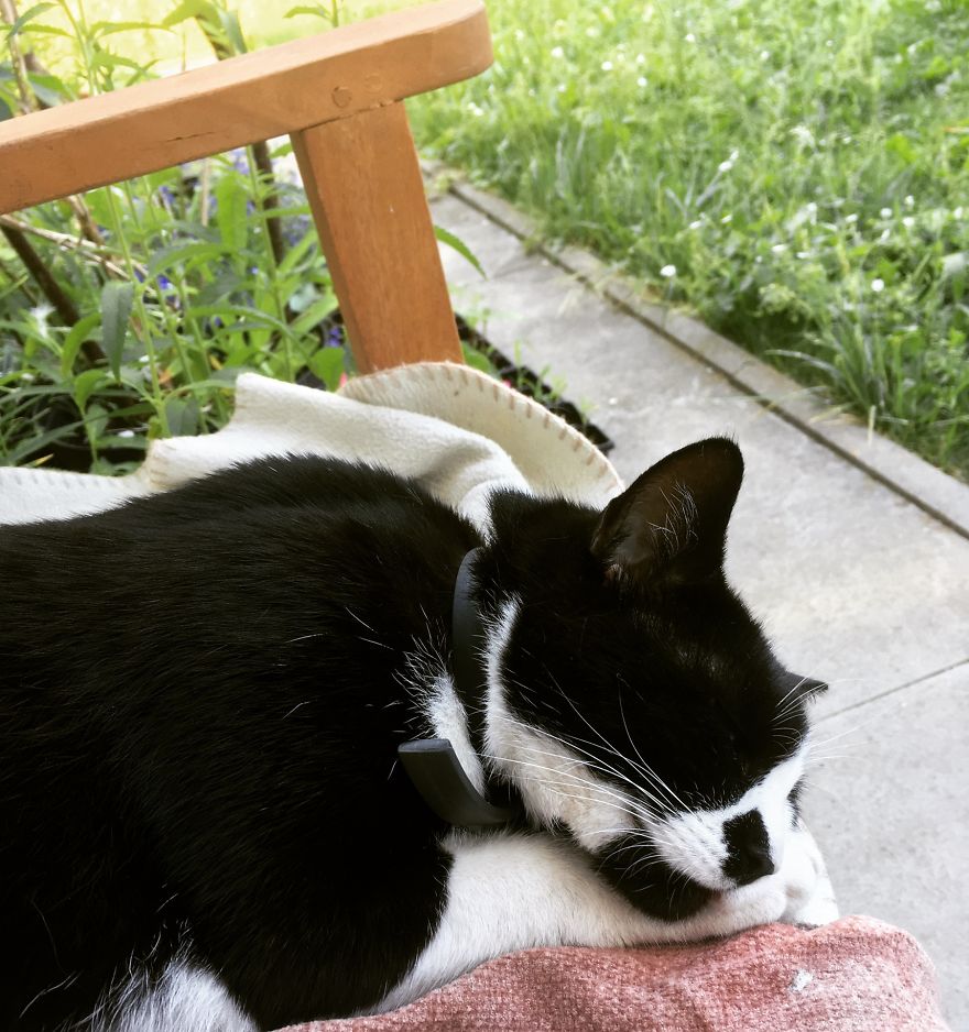 Cat's Therapy