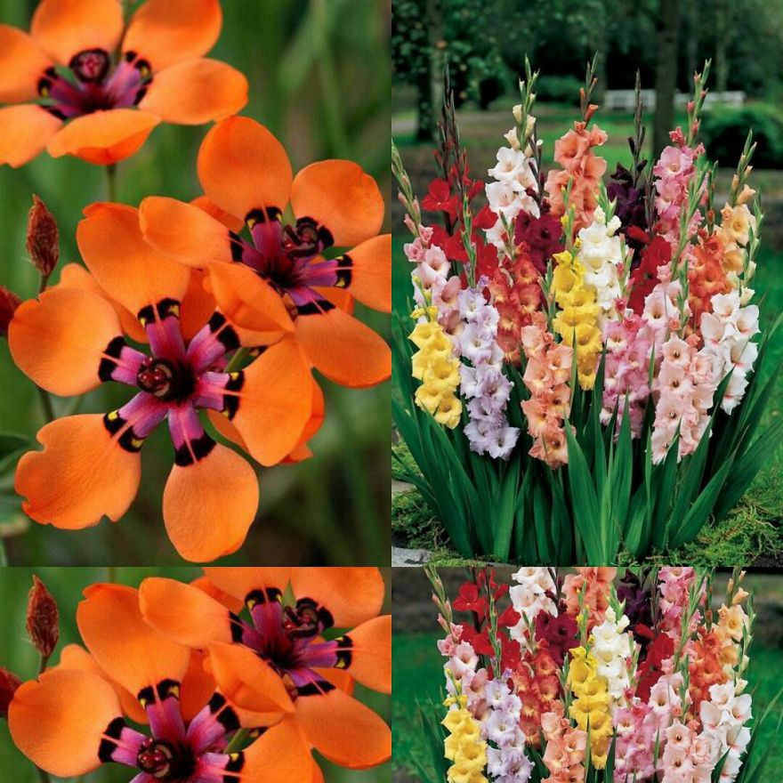 Flowers