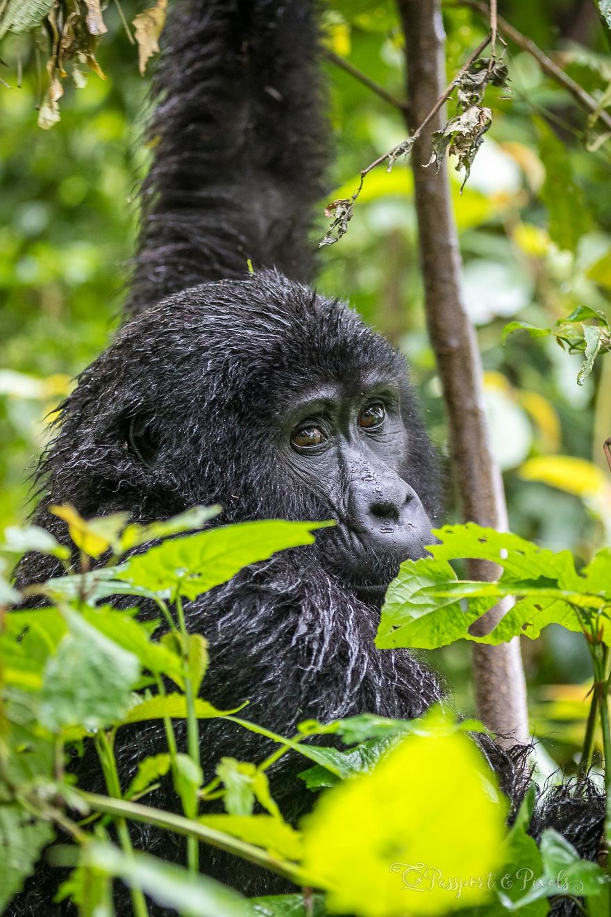 I Went Gorilla Tracking In The Pouring Rain In Uganda And Got Very Wet (But It Was Amazing)