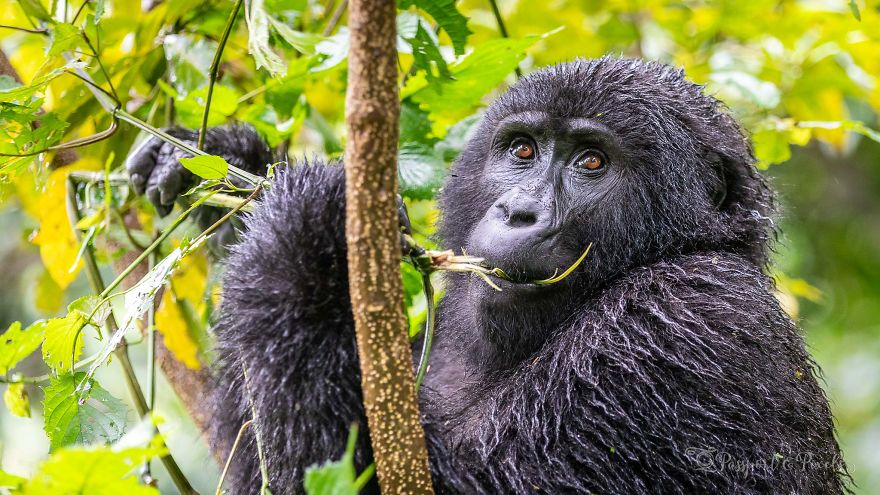 I Went Gorilla Tracking In The Pouring Rain In Uganda And Got Very Wet (But It Was Amazing)
